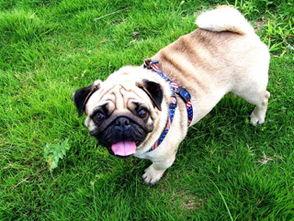 巴哥新爆料明哥视频播放,揭秘明哥视频背后的惊人真相